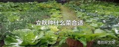 立秋种什么菜合适