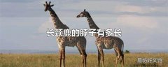 长颈鹿的脖子有多长