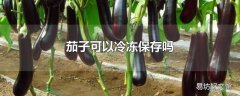 茄子可以冷冻保存吗