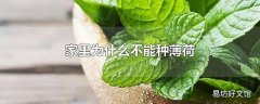 家里为什么不能种薄荷