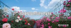 玫瑰花如何延长保鲜