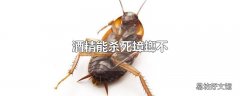 酒精能杀死蟑螂不