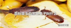 面粉里生的黑色虫子叫什么