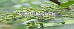 花椒什么时候成熟采摘