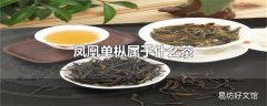 凤凰单枞属于什么茶