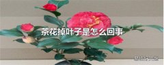 茶花掉叶子是怎么回事