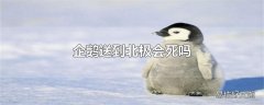 企鹅送到北极会死吗