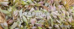 老鹰茶是什么茶