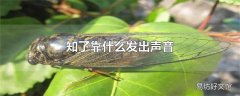 知了靠什么发出声音