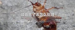 蟑螂死了该怎么处理