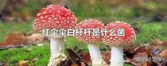 红伞伞白杆杆是什么菌