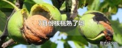 7月份核桃熟了吗