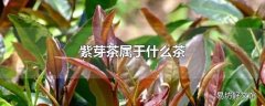 紫芽茶属于什么茶