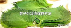 苏子叶冷冻保存方法