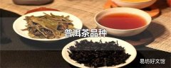 普洱茶品种