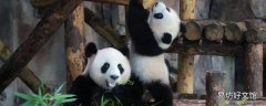 大熊猫吃的竹子种类