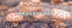 真菌皇后是哪一种蘑菇