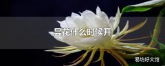 昙花什么时候开