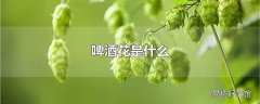 啤酒花是什么