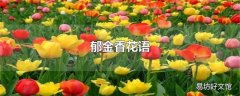 郁金香花语