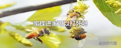 蜜蜂进家可以打死吗