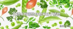 生活中有哪些食物来自于植物