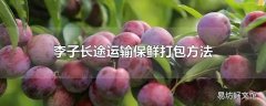 李子长途运输保鲜打包方法