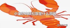 小龙虾肉质松散是什么原因