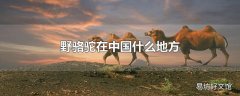 野骆驼在中国什么地方