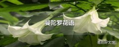 曼陀罗花语