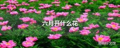 六月开什么花