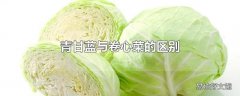 青甘蓝与卷心菜的区别