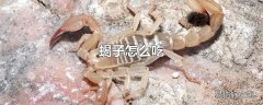 蝎子怎么吃