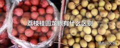 荔枝桂圆龙眼有什么区别