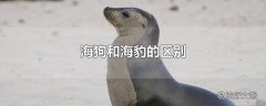 海狗和海豹的区别