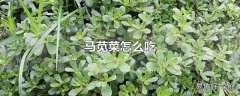 马苋菜怎么吃