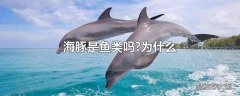 海豚是鱼类吗?为什么