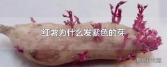 红薯为什么发紫色的芽