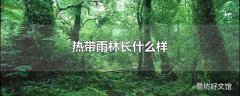 热带雨林长什么样