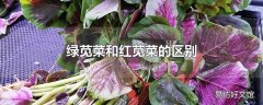 绿苋菜和红苋菜的区别