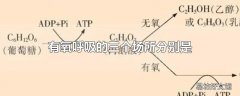 有氧呼吸的三个场所分别是