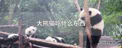 大熊猫吃什么东西