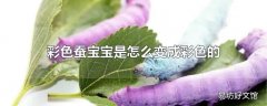 彩色蚕宝宝是怎么变成彩色的