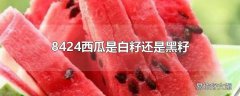 8424西瓜是白籽还是黑籽