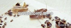 发现蟑螂如何处理干净