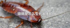 蟑螂是怎么生长出来的