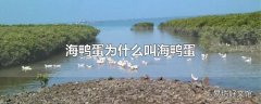 海鸭蛋为什么叫海鸭蛋