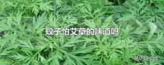 蚊子怕艾草的味道吗