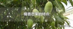 椰香芒果的特点