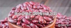 赤小豆是红豆吗有什么区别